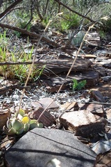 Adromischus trigynus
