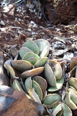 Adromischus trigynus