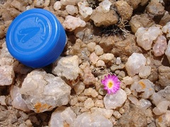 Frithia pulchra