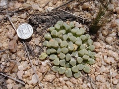 Frithia pulchra