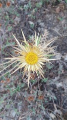 Carlina graeca