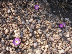 Frithia pulchra