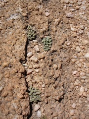 Frithia pulchra