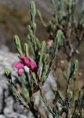Erica glauca elegans