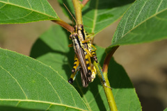 Fruhstorferiola viridifemorata