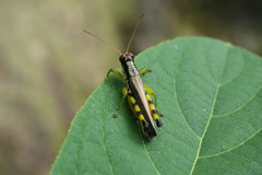 Fruhstorferiola viridifemorata