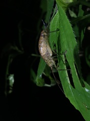 Onychopygia brachyptera image