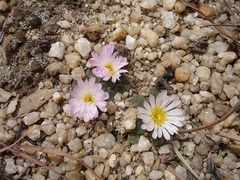 Frithia humilis