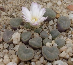 Frithia humilis