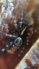Textrix denticulata