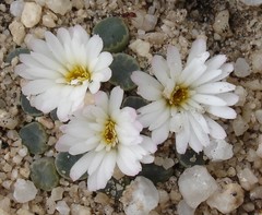 Frithia humilis