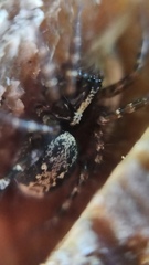 Textrix denticulata