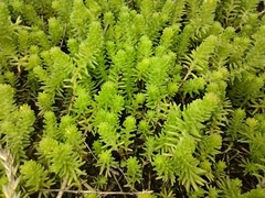 Sedum sexangulare