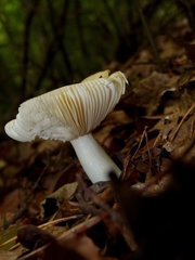 Russula solaris