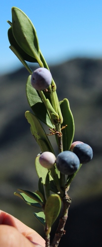 Mountain saffron (Cassine parvifolia)