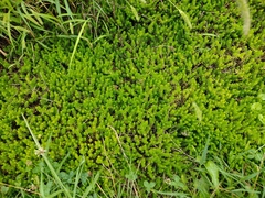 Sedum sexangulare
