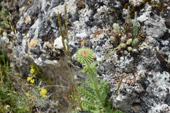 Helictochloa bromoides