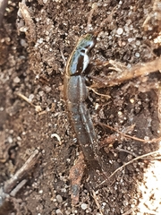 Raphirus
