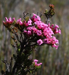 Erica walkeria