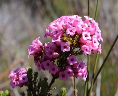 Erica walkeria