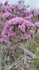 Agathosma corymbosa