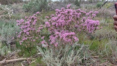 Agathosma corymbosa