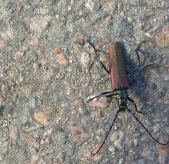 Aromia moschata moschata