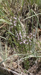 Striga bilabiata bilabiata