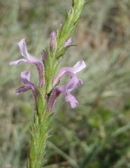 Striga bilabiata bilabiata