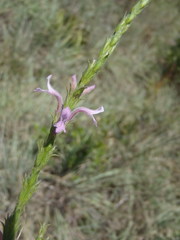 Striga bilabiata bilabiata