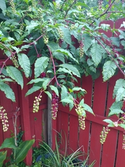 Phytolacca americana