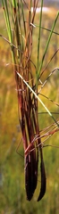 Schoenus cuspidatus