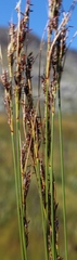 Schoenus cuspidatus