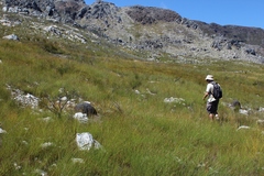 Schoenus cuspidatus