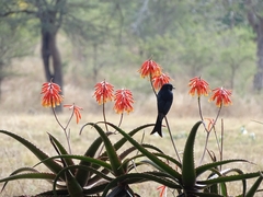 Dicrurus adsimilis fugax