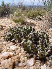 Euphorbia schinzii
