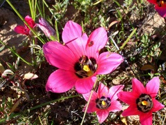 Romulea pudica