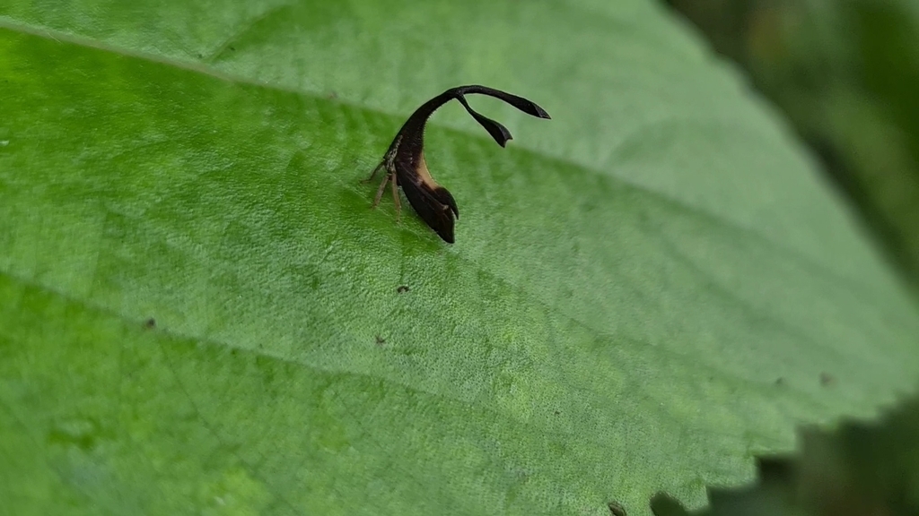 Pyrgonota