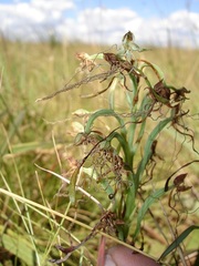 Habenaria kraenzliniana