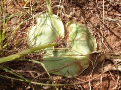 Habenaria kraenzliniana