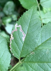 Stigmella rosaefoliella