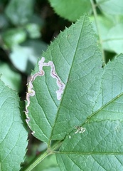 Stigmella rosaefoliella