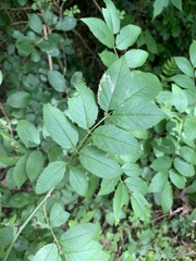 Stigmella rosaefoliella