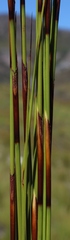 Tetraria