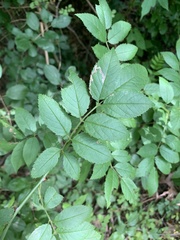 Stigmella rosaefoliella