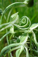 Habenaria kraenzliniana