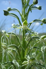 Habenaria kraenzliniana