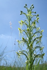 Habenaria kraenzliniana
