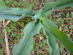 Veltheimia capensis