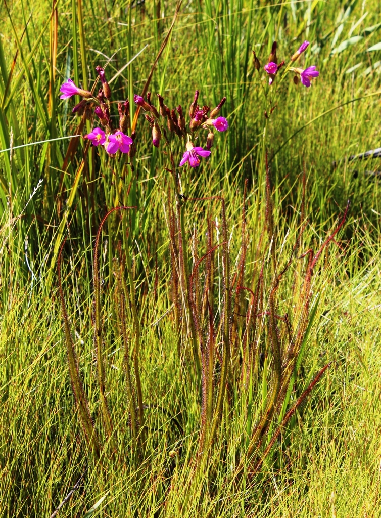 Drosera regia, Cape Winelands, ZA-WC, ZA